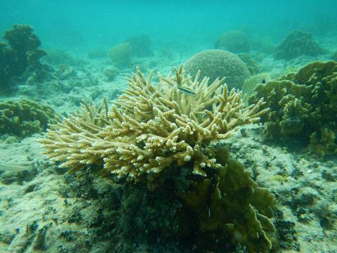 Coral in the Cayo Santa Maria