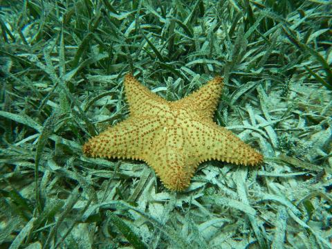 Starfish in the Cayo Santa Maria